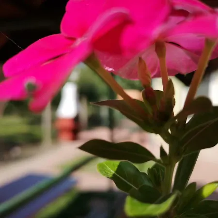 Kaszas Garden Mosonmagyarovar