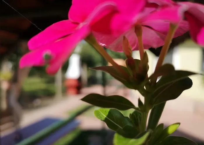 Kaszas Garden Mosonmagyaróvár
